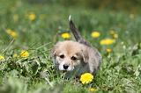 CORGI PEMBROKE 592